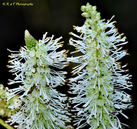 {Sanguisorba canadensis}